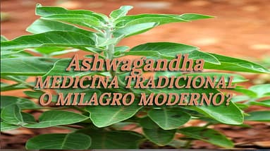Ashwagandha - ¿Medicina Tradicional o Milagro Moderno? 8 Ashwagandha - ¿Medicina Tradicional o Milagro Moderno?