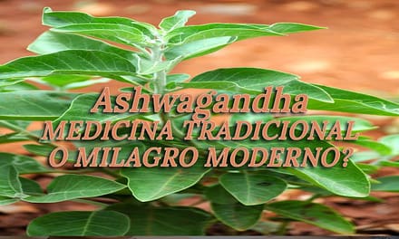 Ashwagandha – ¿Medicina Tradicional o Milagro Moderno?